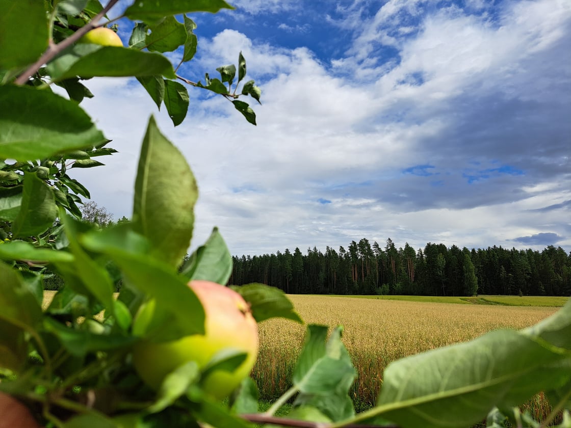 Loppukesän peltomaisema