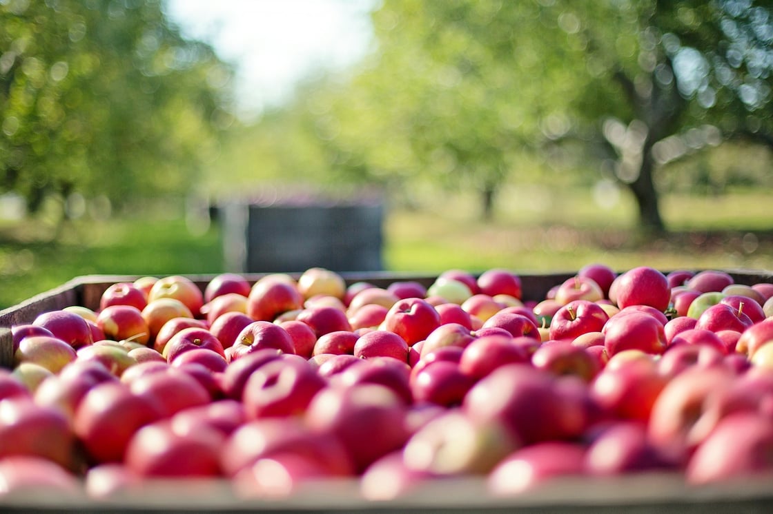 Pixabay apples-1004886_1920