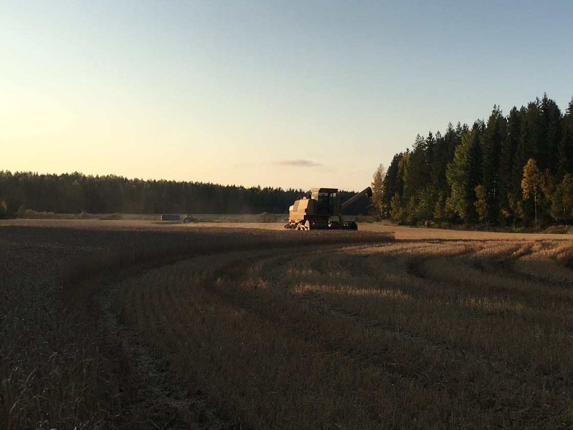 Puimuri_puinti_syysilta_28092017_KYH