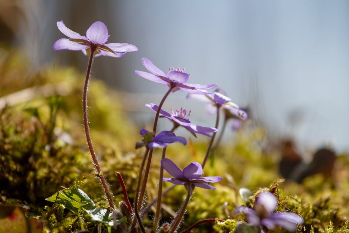 flower-3292792_1920