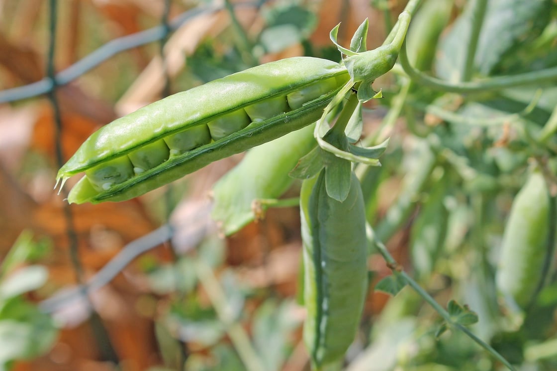 pea-6003632_1920