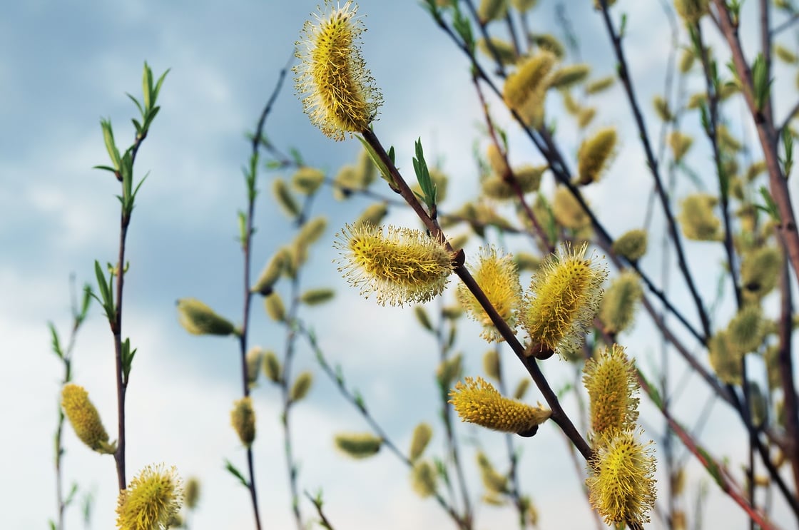 willow-g4ec1f948b_1280